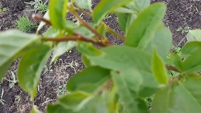 Хурма Россиянка в мае смотреть онлайн