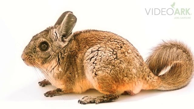 A northern viscacha (Lagidium peruanum) at Parque de Las Leyendas in Lima, Peru. смотреть онлайн