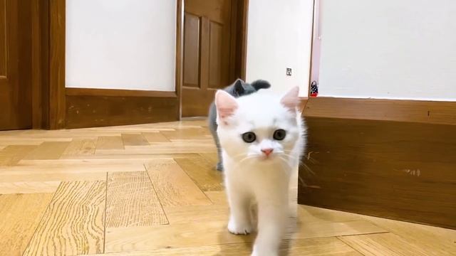 Макс потерял своих котят