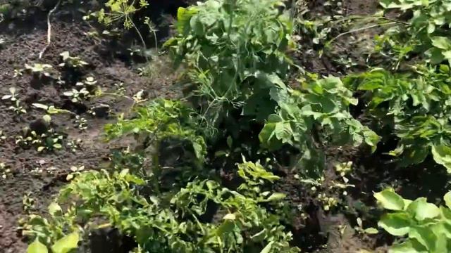Готовим вкусный паштет . Что у нас выросло. смотреть онлайн