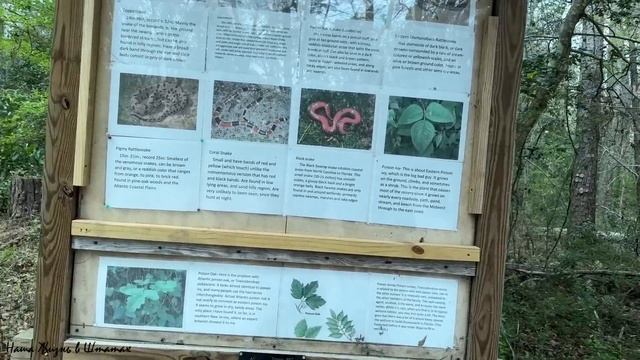 Прогулка по Лесу | Подарок из Лос Анджелеса | Открываю Маленькие Посылочки | Наша Жизнь в Штатах смотреть онлайн