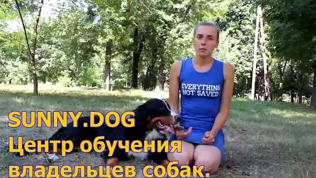 Лакомство во время дрессировки смотреть онлайн