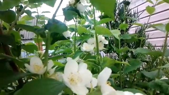 Симбиоз .Тля и муравьи , симбиотические отношения. смотреть онлайн