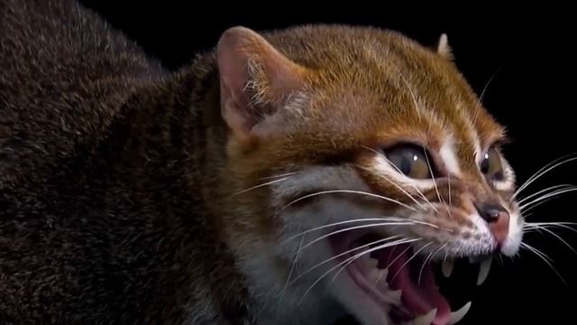 Эти ДИКИЕ Кошки Самые Редкие в Мире смотреть онлайн