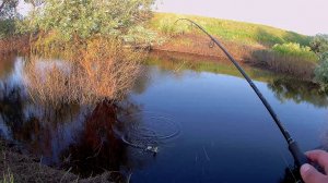 Вечерняя прогулка на малой реке со спиннингом. Рыбалка на спиннинг в июне. Ловля окуня на спиннинг.