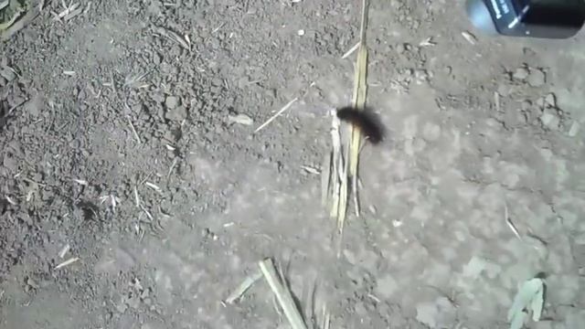 Cool Patch Pumpkins Corn Maze- Dixon, CA! Day 99 смотреть онлайн