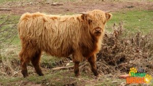 * COWS * | Animals For Kids | All Things Animal TV