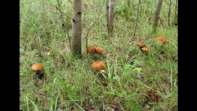 Юрий Визбор “По краю воронок березок столбы “ смотреть онлайн