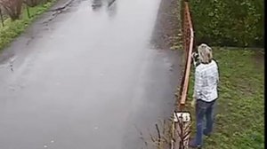 Кот дерется с питбулем