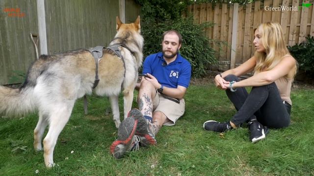 THE TAMASKAN WOLFDOG - DANGEROUS OR FLUFFY? смотреть онлайн