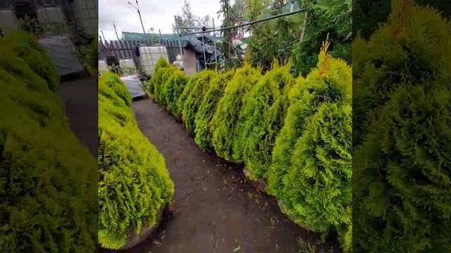 Туя западная смарагд голд смотреть онлайн
