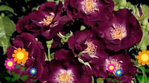 Роза плетистая Найт аул (Night Owl). Краткий обзор, описание характеристик, где купить саженцы