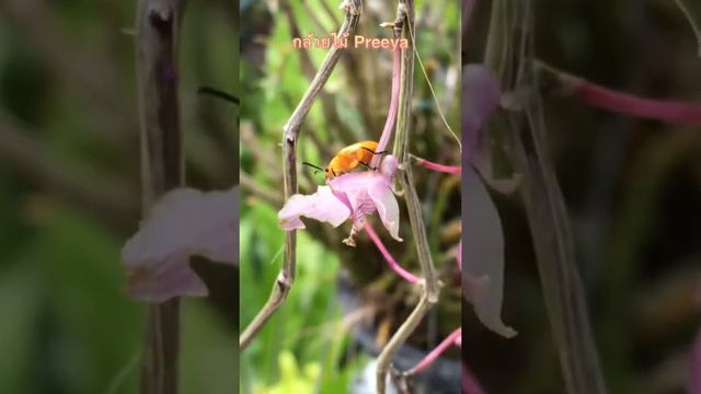 เจ้าแมลงตัวร้าย @preeya8419 смотреть онлайн