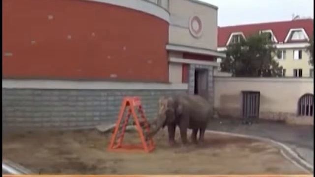 Подарок для слонихи