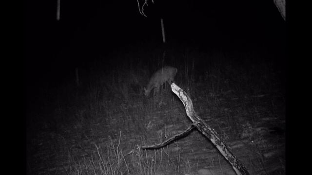 СИБИРСКИЕ КОСУЛИ НА КОРМЁЖКЕ SIBERIAN ROE DEER ON FEEDING смотреть онлайн