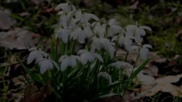 Подснежники весенние цветы\Snowdrops