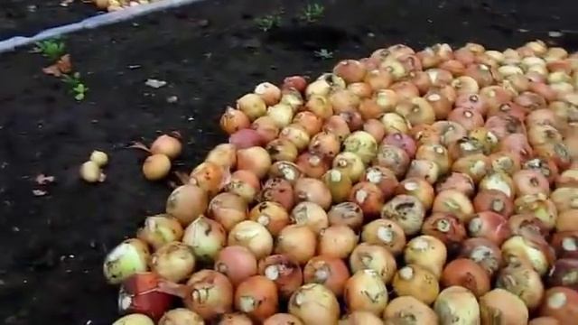 Посадка лука на выгонку и полив смотреть онлайн