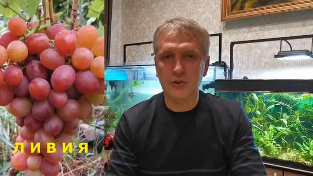 Какой виноград со мной надолго.... Сорта и формы винограда, которые не подводят. смотреть онлайн