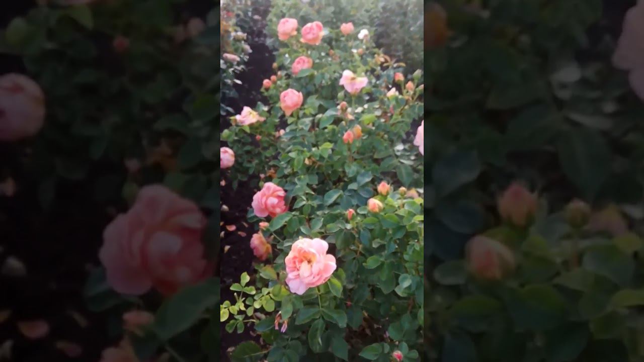 Пэт Остин 2 https://rose-bushes.ru/ смотреть онлайн