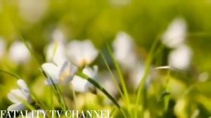 ?Сборник ? самых Грустных #Нашиды успокоение души?