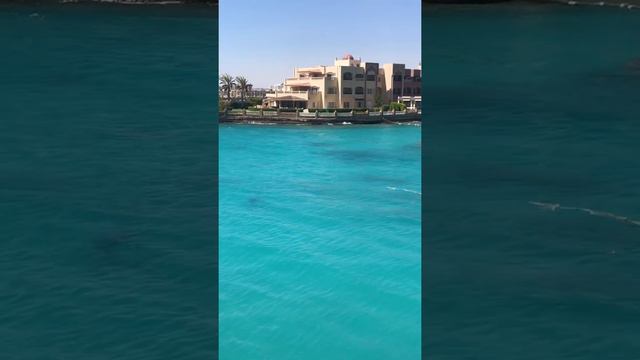 Дельфины! Египет, красное море, лето 2021 г. Dolphins! red sea , Egypt смотреть онлайн