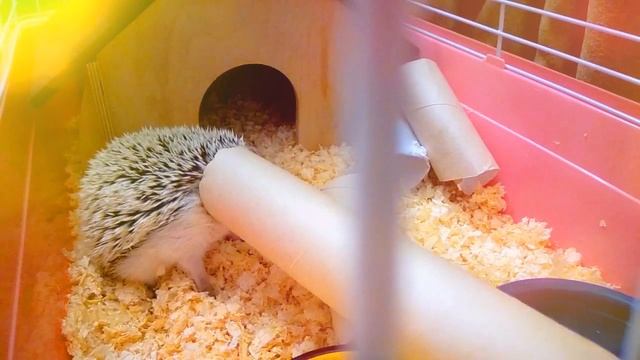 Злой еж застрял в трубе смотреть онлайн