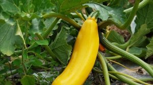 КАБАЧКИ СВЕЖИЕ ВСЮ ЗИМУ БЕЗ ЗАМОРОЗКИ!?САМЫЙ ПРАВИЛЬНЫЙ СПОСОБ ХРАНЕНИЯ КАБАЧКОВ!