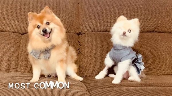 5 Distinctive Characteristics of a Pomeranian