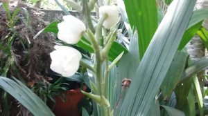 Peristeria elata,Holy Ghost orchid, dove orchid,flower of the Holy Spirit,Перистерия высокая