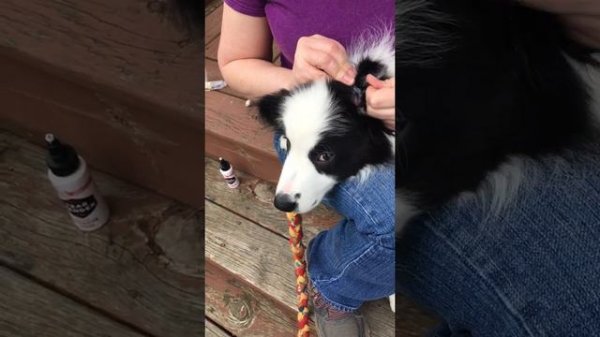 gluing ears on a border collie