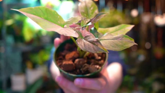 PLANTS & SHIPPING: EXPECTATIONS VS. REALITY смотреть онлайн