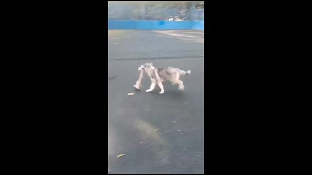 Привет от сестричек и Волчка( щенки хаски из леса). смотреть онлайн