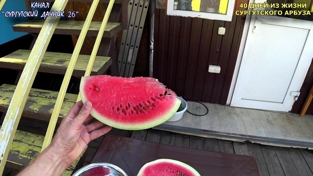 ВИДЕОКЛИП 40 ДНЕЙ ИЗ ЖИЗНИ СУРГУТСКОГО АРБУЗА смотреть онлайн