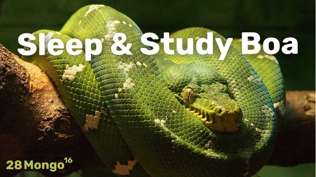 PIT LE PYTHON Good vibes for Study, Work or Sleep 28 Mongo смотреть онлайн