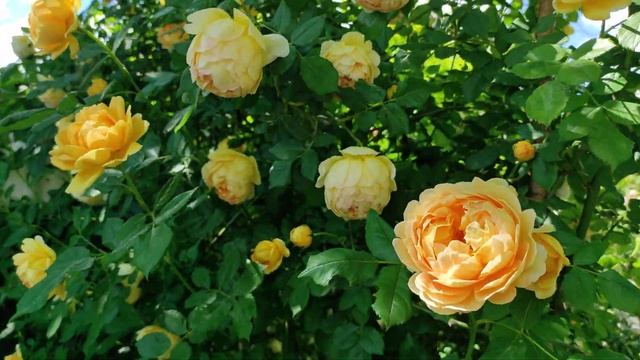 Роза Golden Celebration.