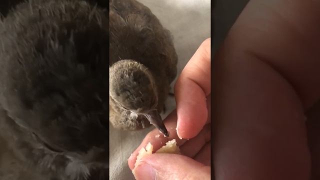 Кормлю птенца горлицы смотреть онлайн