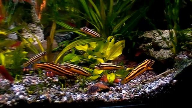 #Aquarium. Совместное содержание очень разных рыб. смотреть онлайн
