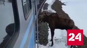 Лось тормознул грузовой поезд и локомотив в Иркутской области - Россия 24