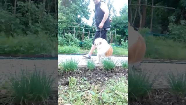 КАМЕННЫЙ ЛЕС ТРИУМФАТОР, кобель, 6,5 месяцев смотреть онлайн