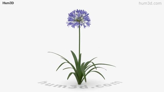 Agapanthus Africanus 3D model by Hum3D.com смотреть онлайн