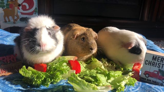 How To Keep Your Guinea Pigs Warm In The Winter| Pigmas 2020!