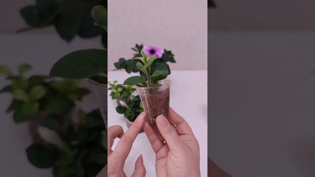 Черенкование петуний 🌱🌺 смотреть онлайн