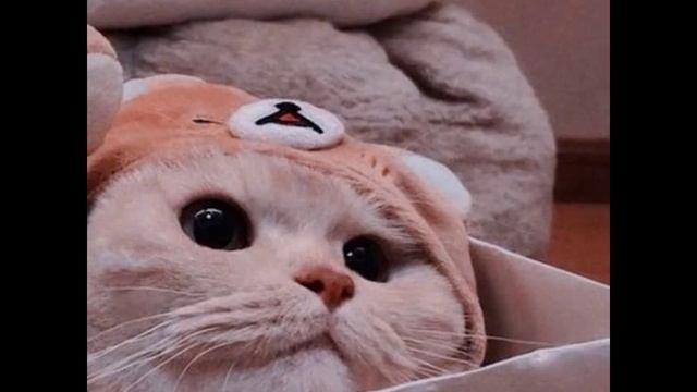Аватарки с милыми котиками смотреть онлайн