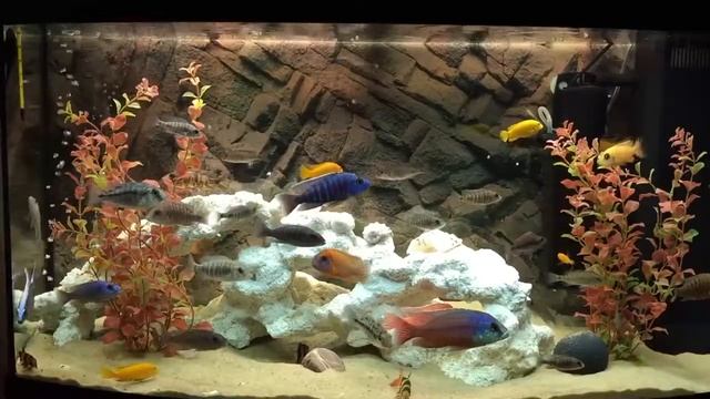 Африканские цихлиды малави Cichlids of lake malawi смотреть онлайн