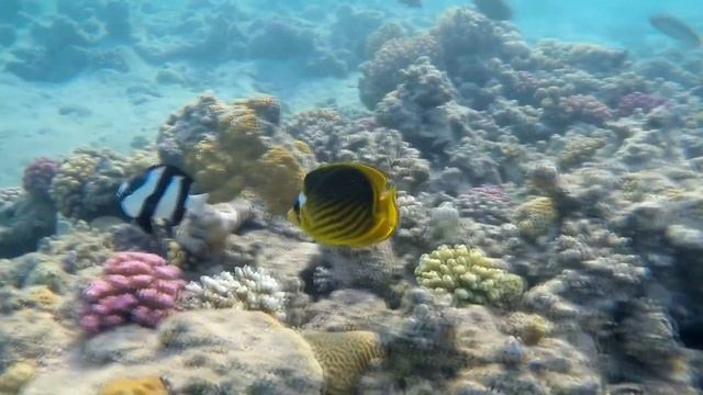 В артериях синего кита помещается человек смотреть онлайн