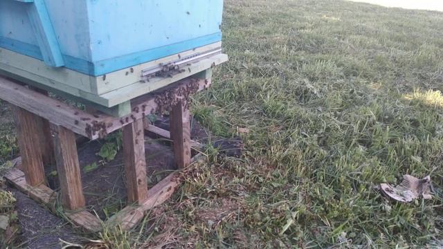 Пчеловодство с нуля - Пчёл травят??? смотреть онлайн