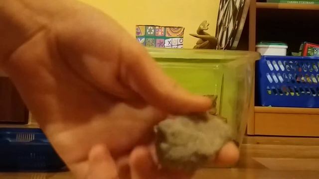 Terrarium dla pająka b auratum смотреть онлайн