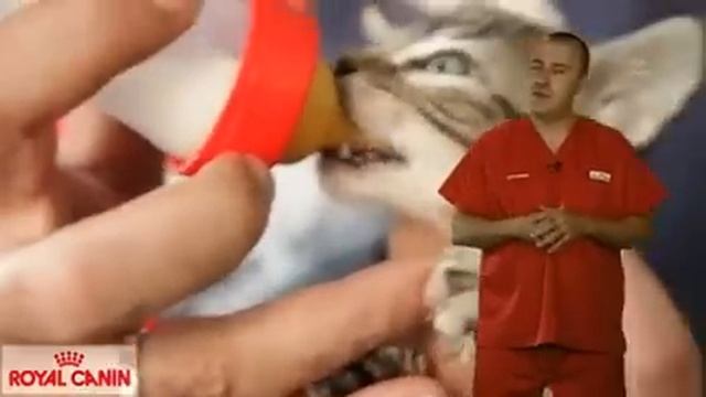 Royal Canin Babycat Milk