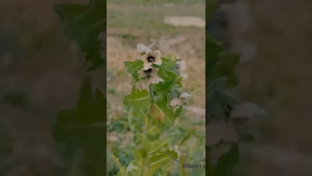 Как растёт белена. Ядовитые растения Крыма #shorts #nature #природа #крым #горы #судак #лес смотреть онлайн