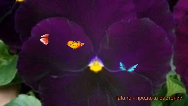 Виола крупноцветковая Парпл ? крупноцветковая виола Парпл обзор: как сажать семена виолы Парпл